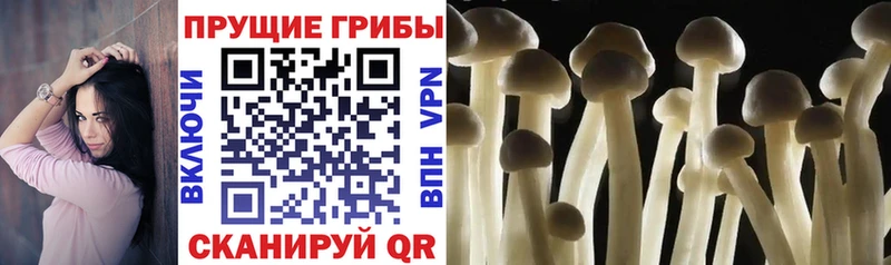 Псилоцибиновые грибы MAGIC MUSHROOMS  Купить где  Видное 